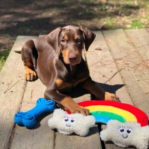 ALVES  Macho Doberman