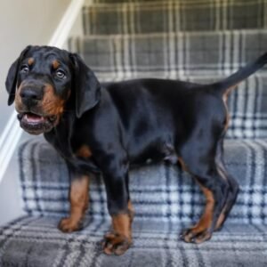 MARCUS  Macho Doberman