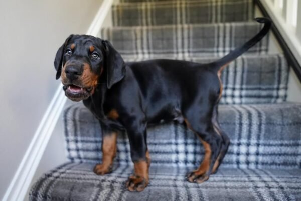 MARCUS  Macho Doberman
