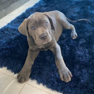 BELLA  Femenino Cane Corso