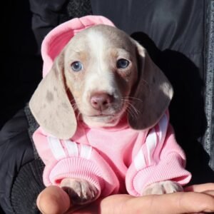 PAM Femenino Dachshund