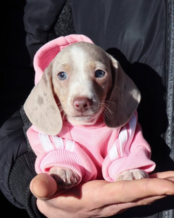 PAM Femenino Dachshund