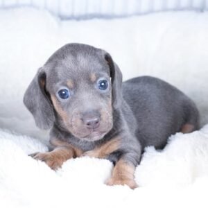 SUZI  Femenino Dachshund