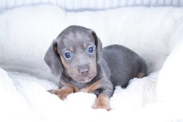 SUZI  Femenino Dachshund