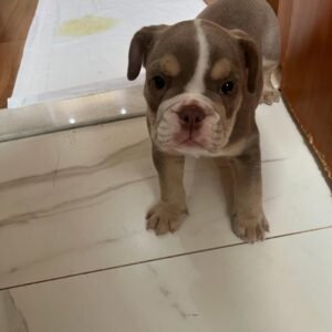 CHICA  Femenino Bulldog inglés
