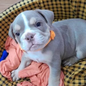 JINA  Femenino Bulldog inglés