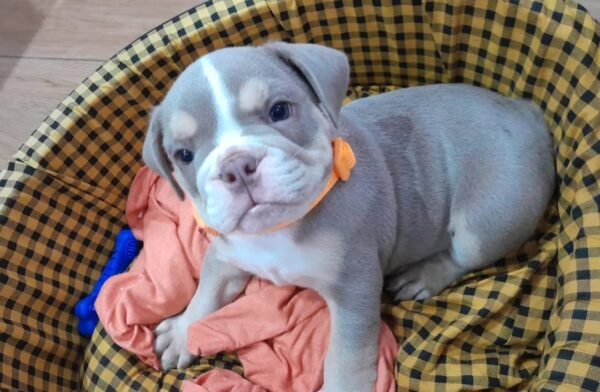 JINA  Femenino Bulldog inglés