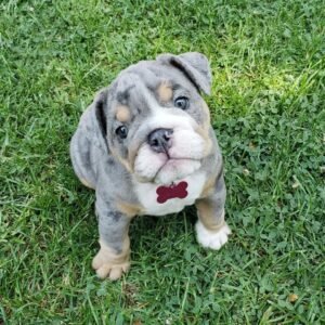 FELIPE  Macho Bulldog inglés