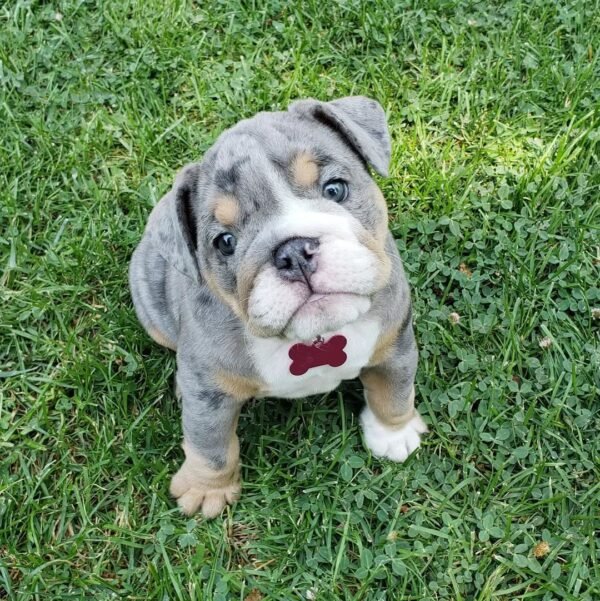 FELIPE  Macho Bulldog inglés