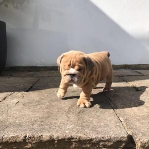 PAM  Macho Bulldog inglés