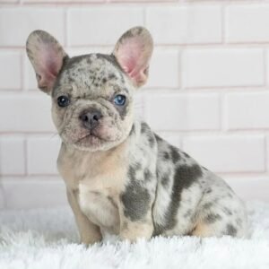 Gia Macho Bulldog Francés