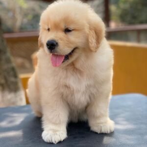 LIKA Macho Golden Retriever