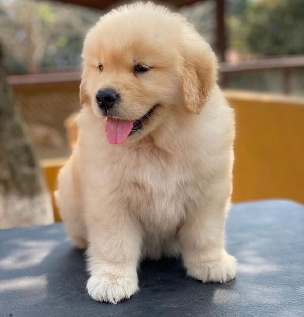 LIKA Macho Golden Retriever