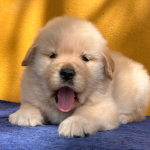 MATEO Macho Golden Retriever
