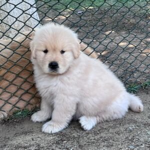 PEPI  Macho Golden Retriever
