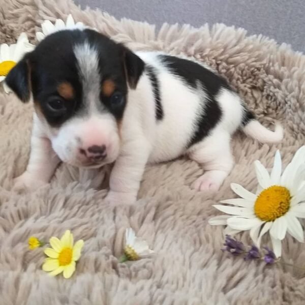 CARMEN Femenino JACK RUSSEL