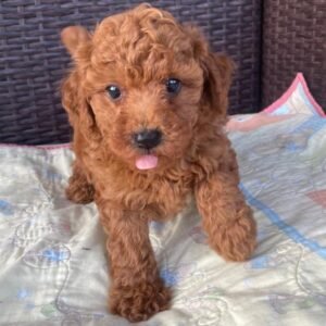 BAMBI MACHO  CANICHE
