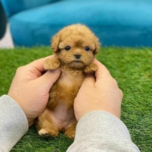 BAMBI   Macho Maltipoo