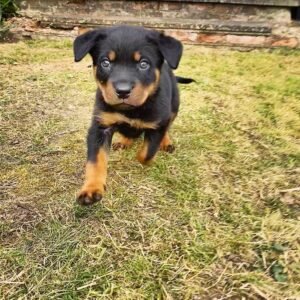 LINA Femenino Rottweiler