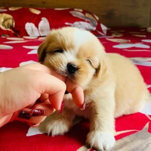BELLA  Femenino ShihTzu